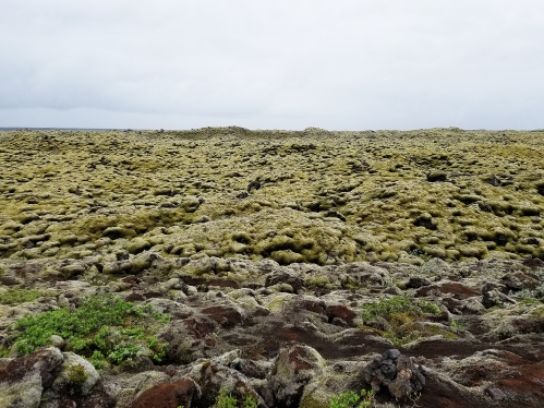 The mossy lava fields of Iceland. Apparently the eruption that caused these lava fields almost led to a complete abandonment of Iceland in the 18th century.