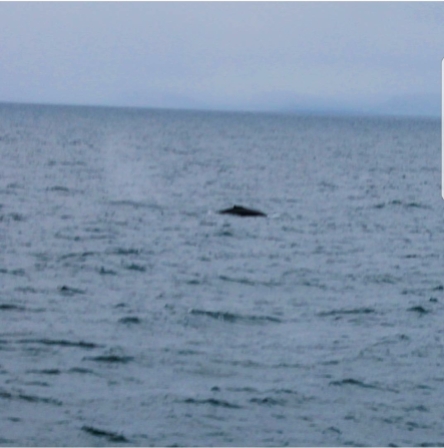 The one shot we got of a whale from the tour outside Reykjavik